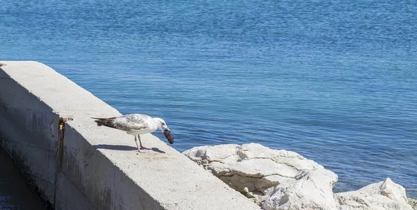 Tiro Close Uma Jovem Gaivota Uma Doca Comendo Pepino Mar — Fotografia de Stock