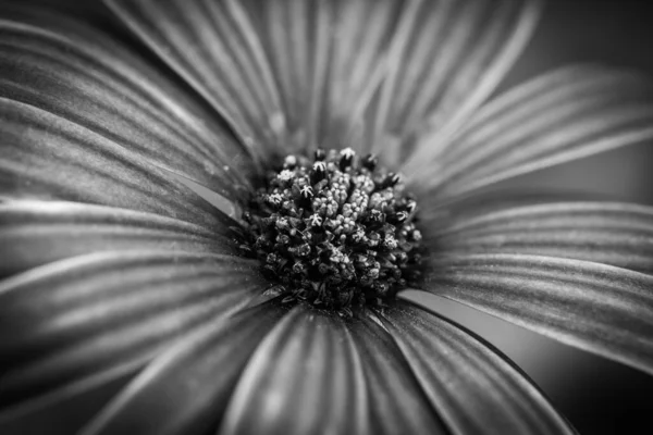 Bahçedeki Daisy Burnu Nun Güzel Gri Bir Makro Resmi — Stok fotoğraf