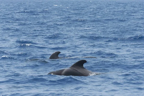 Δελφίνια Κολυμπούν Στη Γαλάζια Θάλασσα Στην Τενερίφη Της Ισπανίας — Φωτογραφία Αρχείου