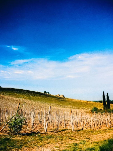 Vertical Shot Vineyard Field Blue Sky White Clouds — Stock Photo, Image