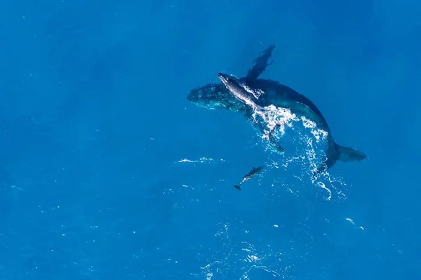 座头鲸在夏威夷卡巴鲁阿海岸上空与无人驾驶飞机合影 太平洋温暖水域中的母鲸和小鲸 — 图库照片