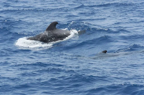 Δελφίνια Κολυμπούν Στη Γαλάζια Θάλασσα Στην Τενερίφη Της Ισπανίας — Φωτογραφία Αρχείου