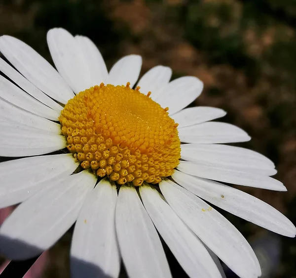 Detailní Záběr Sedmikrásky Rozmazaném Pozadí — Stock fotografie