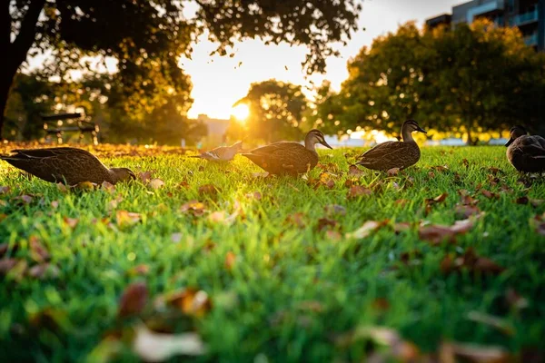 Beautiful Shot Cute Mallards Walking Grass — Stock Photo, Image