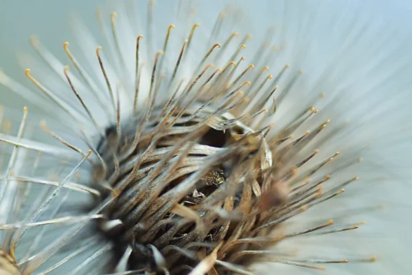 Uma Imagem Macro Uma Flor Espinhosa Sob Luz Sol — Fotografia de Stock