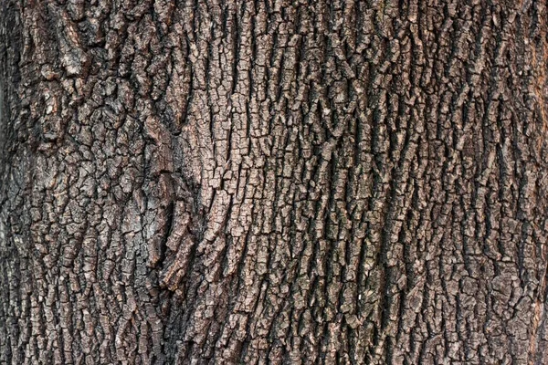 Detaljerad Närbild Ett Träd Dagtid — Stockfoto