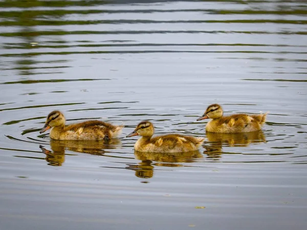 Belo Close Uma Família Patos Nadando Lago — Fotografia de Stock