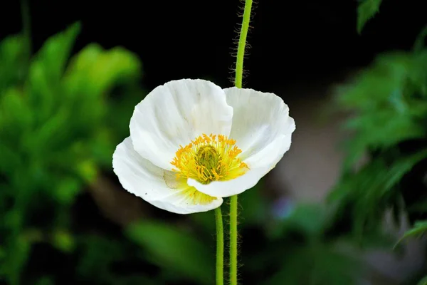 Close Uma Bela Flor Anêmona Branca Japonesa Fundo Borrado — Fotografia de Stock