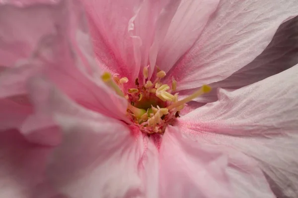 Pembe Bir Çiçeğin Macro Çekimi — Stok fotoğraf