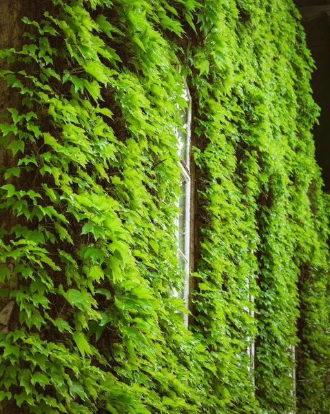 Primer Plano Vertical Una Ventana Rodeada Plantas Verdes — Foto de Stock