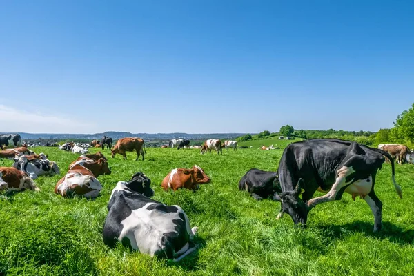 昼間に牧草地で放牧される牛の群れ — ストック写真