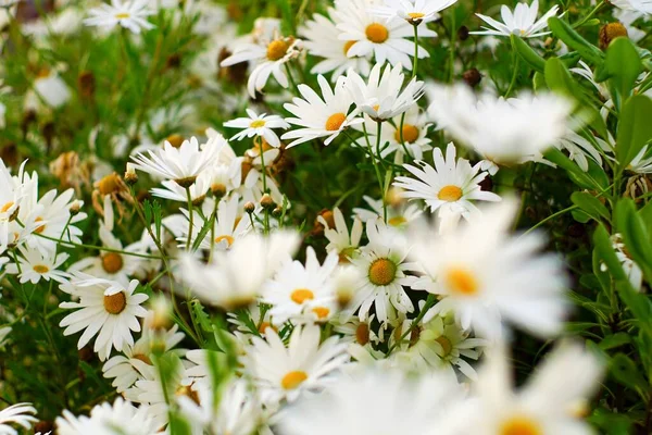 Vita Blommor Nära Skiftnyckel Stranden Ste Solnedgång Ljus — Stockfoto