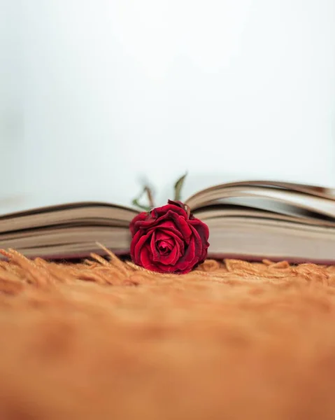 Rosa Vermelha Dentro Livro Aberto Com Cabeça Flor Fora — Fotografia de Stock