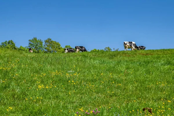 Uma Manada Vacas Pastando Pasto Durante Dia — Fotografia de Stock