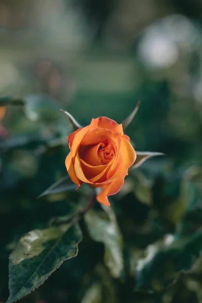Zbliżenie Ujęcie Niesamowitego Pomarańczowego Kwiatu Róży — Zdjęcie stockowe