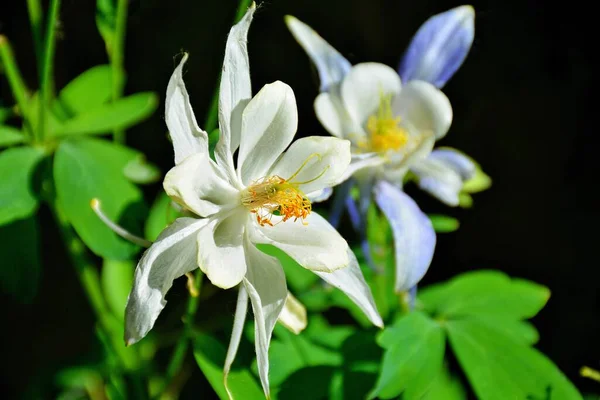 Detailní Záběr Krásné Bílé Okvětní Lístky Colorado Columbine Květiny — Stock fotografie