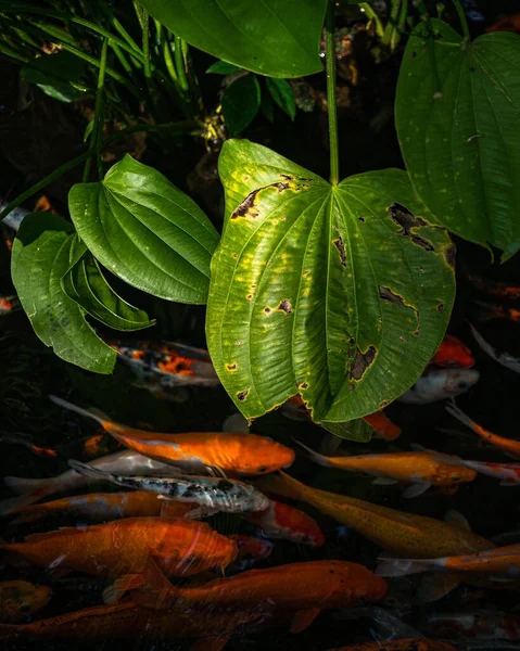 Sebuah Gambar Vertikal Sudut Tinggi Dari Ikan Berwarna Warni — Stok Foto