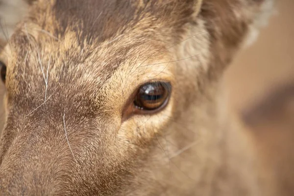 背景模糊的棕鹿的特写镜头 — 图库照片