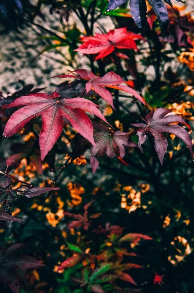 Μια Κάθετη Επιλεκτική Φωτογράφηση Πολύχρωμων Φυτών Στον Κήπο — Φωτογραφία Αρχείου