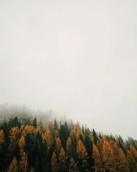 Tiro Ângulo Baixo Uma Floresta Com Larches Multicoloridos Durante Tempo — Fotografia de Stock