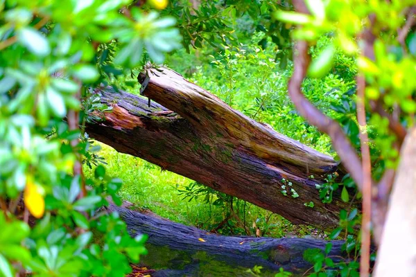 森の中の美しい緑に囲まれた古い木の丸太 — ストック写真