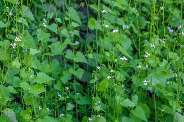 Herbe Verte Les Plantes Avec Des Fleurs Par Une Journée — Photo