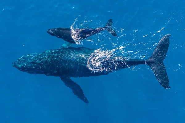 Knölvalar Fotograferade Ovanifrån Med Flygdrönare Utanför Kapaluas Kust Hawaii Moderval — Stockfoto