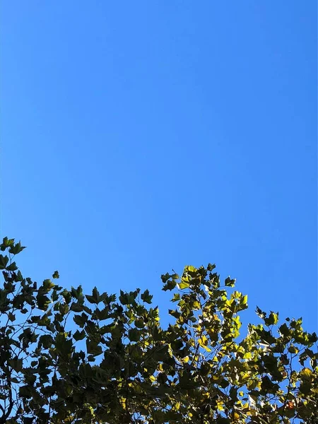 Worm Eye View Clear Blue Sky Tree Leaves — стоковое фото