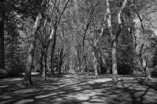 Een Grijs Shot Van Een Pad Door Bomen Coloma Park — Stockfoto