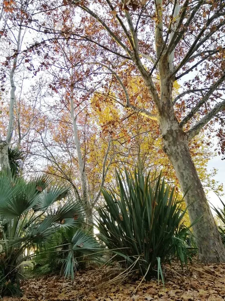 Die Zwergpalmen Parque Del Oeste Madrid Spanien — Stockfoto