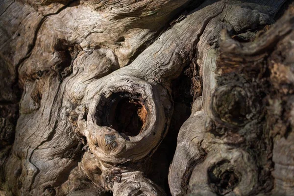 Närbild Ett Gammalt Träd Bark Solljuset Dagen — Stockfoto