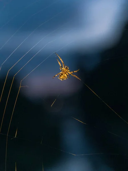 Tiro Vertical Close Uma Aranha Dourada Uma Teia Com Fundo — Fotografia de Stock