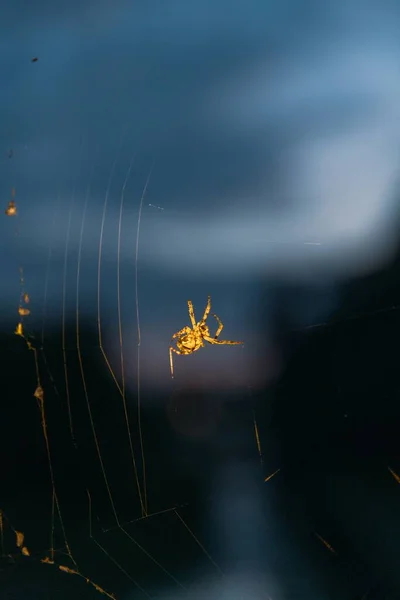 背景がぼやけているウェブ上の黄金のクモのクローズアップ垂直ショット — ストック写真