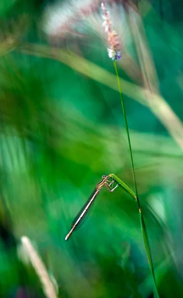 田里的一片片草地上的蜻蜓的垂直图像 — 图库照片