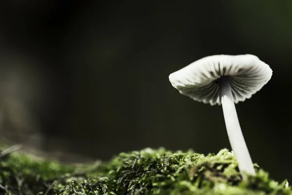Cogumelo Branco Crescendo Lado Musgo Verde — Fotografia de Stock