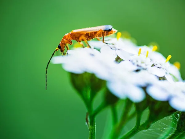 딱정벌레 의부드러운 — 스톡 사진