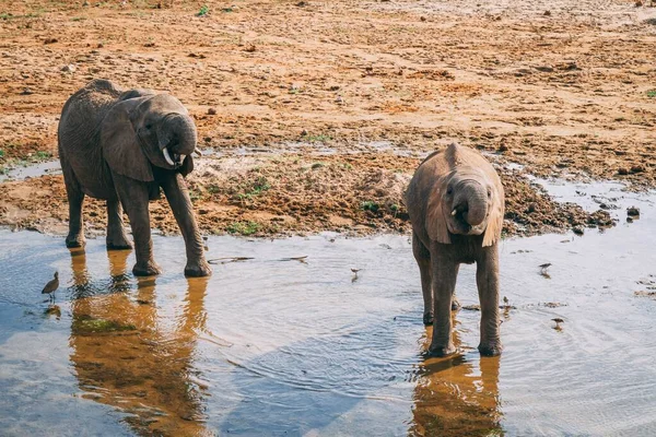 Cute African Elephants Swimming Pond Tanzania — Stock Photo, Image