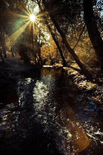 Disparo Vertical Arroyo Agua Bosque Con Hojas Otoño — Foto de Stock