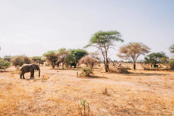 사막에서 코끼리 — 스톡 사진