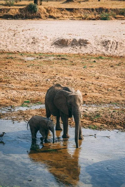 Vertical High Angle Shot Mother Elephant Walking Its Baby Desert — Stock Photo, Image