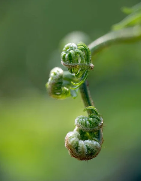 Eine Vertikale Nahaufnahme Einer Geigerkopfpflanze Wald Mit Verschwommenem Hintergrund — Stockfoto