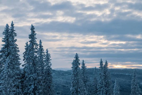 Захватывающий Вид Еловые Деревья Покрытые Снегом Облачным Небом — стоковое фото