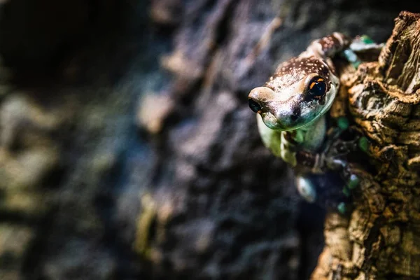 Sapo Agarrado Tronco Árvore — Fotografia de Stock