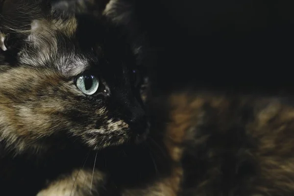 Yeşil Gözlü Siyah Kahverengi Bir Kedinin Yakından Çekimi — Stok fotoğraf