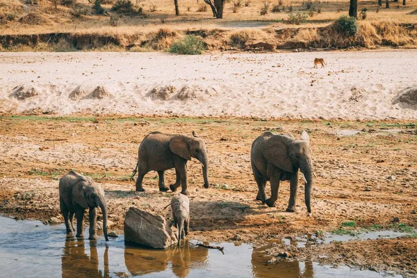탄자니아 연못에서 헤엄치고 귀여운 아프리카코끼리 — 스톡 사진