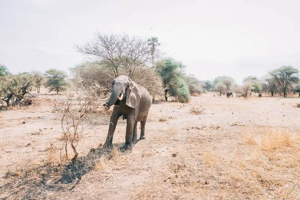 탄자니아에서 낮에는 귀여운 아프리카코끼리 — 스톡 사진