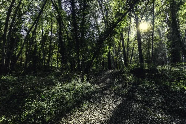 Зачаровує Вид Ліс Високим Зеленим Трендом Пішохідною Дорогою Захопленою Сонячний — стокове фото