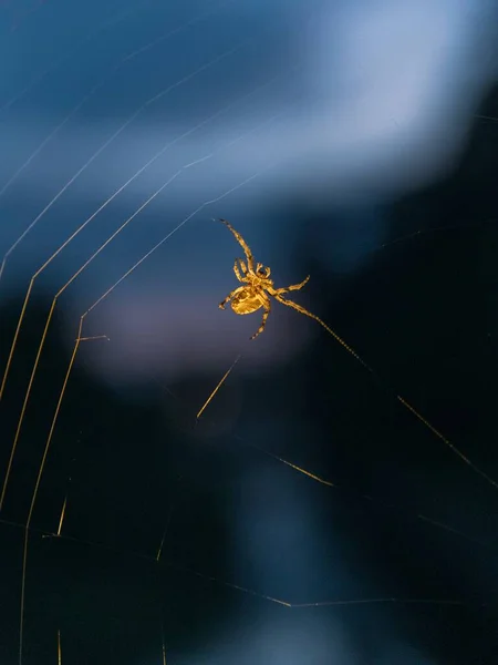 背景模糊的蜘蛛网上一只金色蜘蛛的近照 — 图库照片