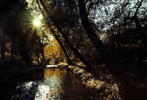 Una Vista Impresionante Tarde Otoño Bosque Con Árboles Altos Río —  Fotos de Stock