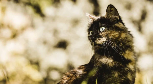 Närbild Katt Med Vit Svart Och Brun Päls — Stockfoto